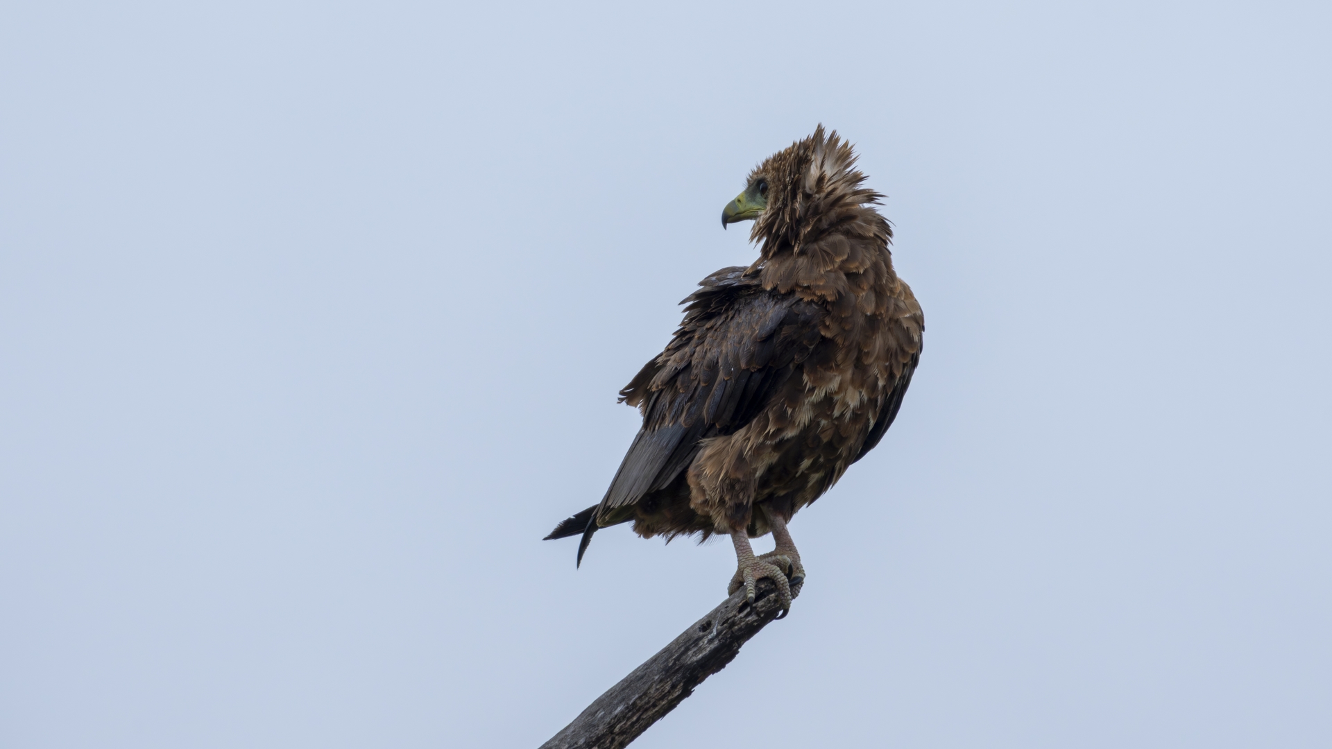 Kruger25 2025 11 03 10 20 42 ILCE 1M2 333